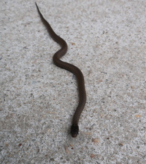 Hebius vibakari