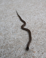Hebius vibakari