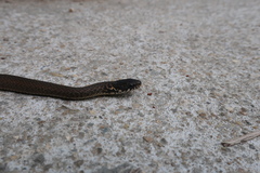 Hebius vibakari