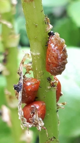 Lily leaf beetle