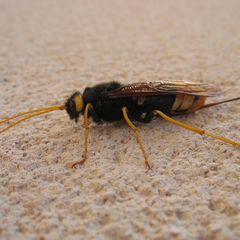 Urocerus gigas