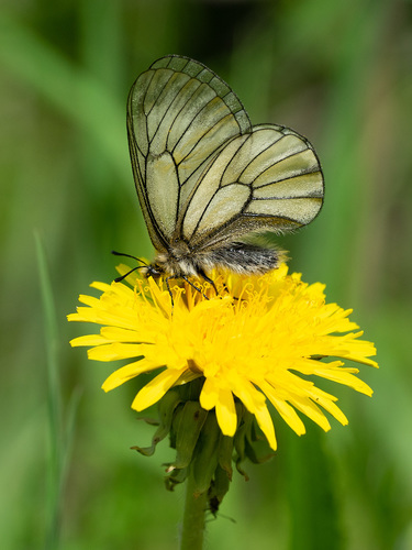 Parnassius stubbendorfii