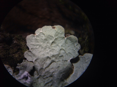 Crespoa crozalsiana