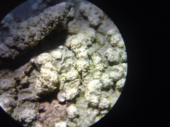 Crespoa crozalsiana