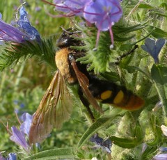 Megascolia maculata maculata
