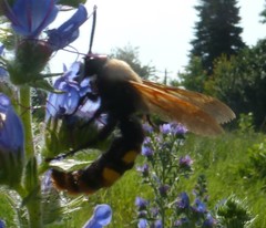 Megascolia maculata maculata