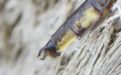 Gomphurus ventricosus