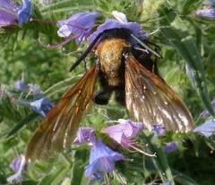 Megascolia maculata maculata
