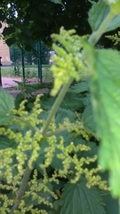 Urtica dioica