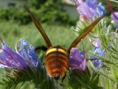Megascolia maculata maculata