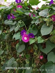 Ipomoea purpurea