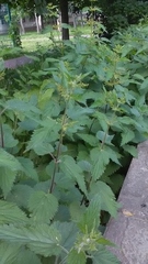 Urtica dioica