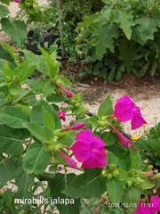 Mirabilis jalapa