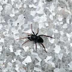 Trachyzelotes pedestris