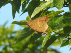 Charaxes marmax