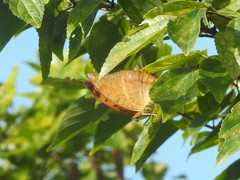Charaxes marmax