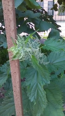 Urtica dioica