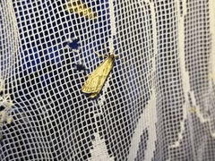 Thisanotia chrysonuchella