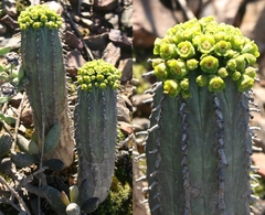 Euphorbia nesemannii