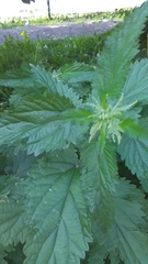 Urtica dioica