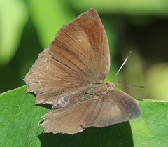 Surendra quercetorum