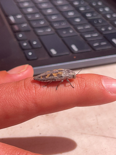 iNaturalist observation photo of Buprestis laeviventris