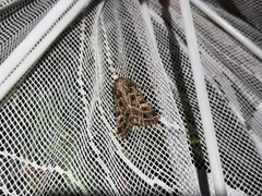 Sideridis reticulata