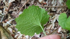 Magnoliopsida