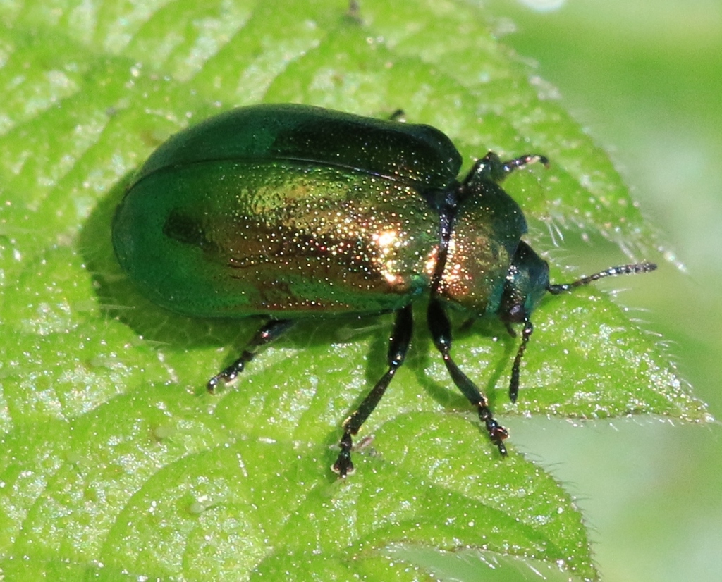 Plagiosterna aenea