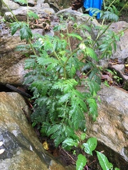 Nasa triphylla rudis