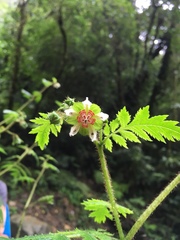 Nasa triphylla rudis