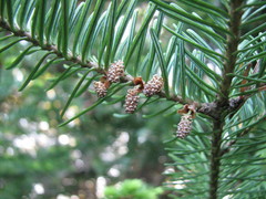 Abies balsamea image