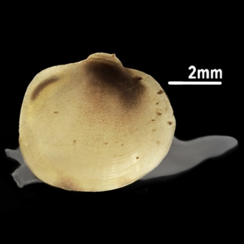 Swamp Fingernailclam