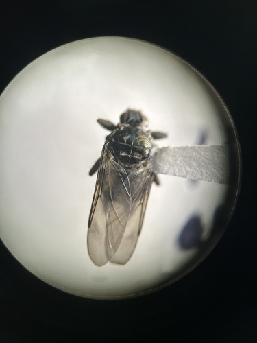 Icosta albipennis