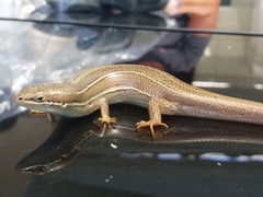Heremites vittatus