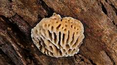 Hexagonia vesparia