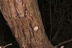 Hexagonia vesparia