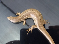 Heremites vittatus