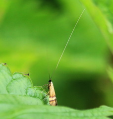 Nemophora degeerella