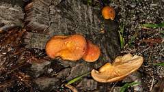 Gymnopilus ferruginosus