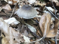 Mycena