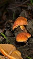 Gymnopilus ferruginosus