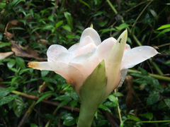 Etlingera