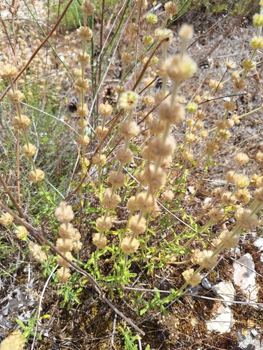 Image of Sideritis hirsuta by (c) Heidi Meudt, some rights reserved (CC BY)