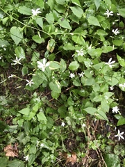 Stellaria nemorum