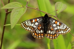 Euphydryas iduna