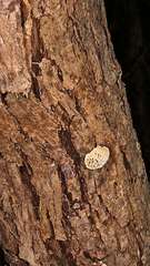 Hexagonia vesparia