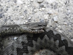 Vipera ammodytes
