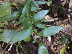 Danae racemosa