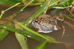 Tungara Frog photo 2